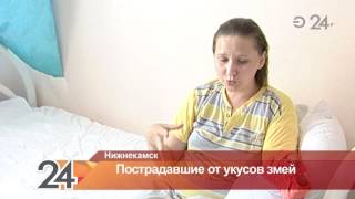 Пострадавшей от укуса змеи не смогли помочь в больнице Камских полян Пострадавшей от укуса змеи не смогли помочь в больнице Камских полян