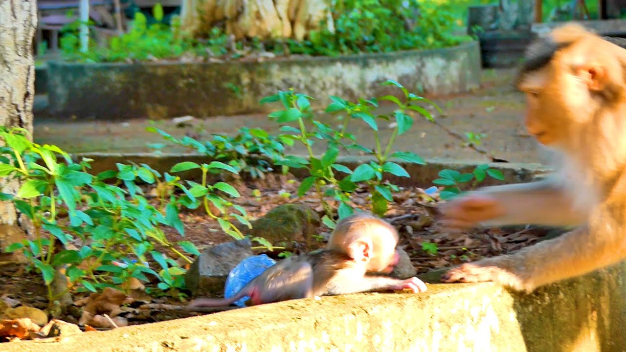 Baby monkey MARCO call his mom MONNY don't go far from him.