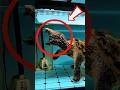 4 ANIMALS With the Creepiest Hunting Methods 😨 (Nature Is Brutal)
