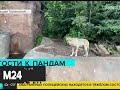 Когда откроется Московский зоопарк - Москва 24