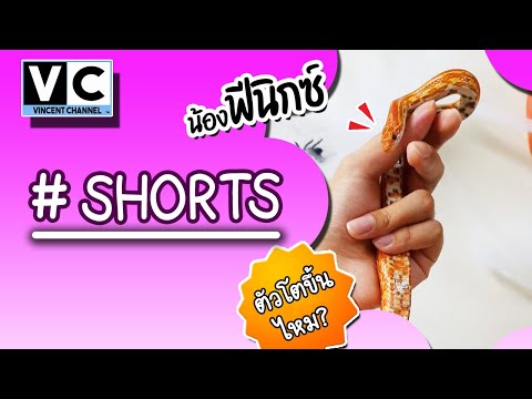 Corn Snake Hypo Tessera ฟีนิกซ์งูคอร์น Short V.01 #cornsnake#snakepet#short