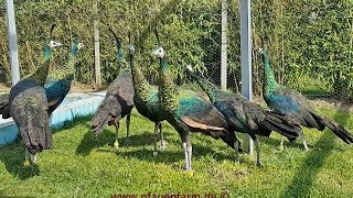 Young green peafowl 15 1