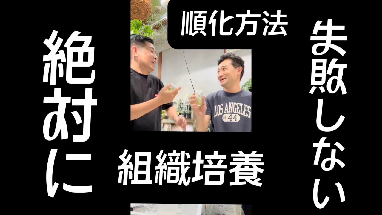 植物 ビトロ苗 組織培養 絶対に失敗しない順化方法【斑入りモンステラ