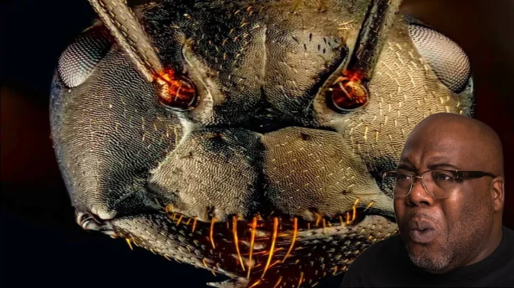 The Traumatizing Reality of Being An Ant | Casual Geographic