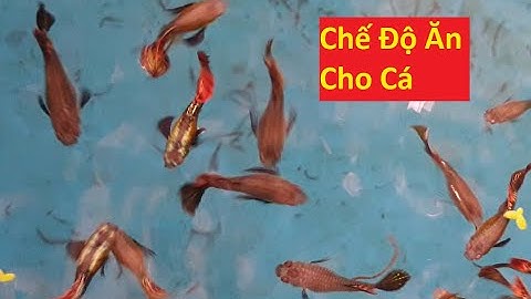 Cho cá bảy màu ăn như thế nào