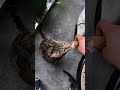 #cat #angel #angel #virale #perte #viralvideo