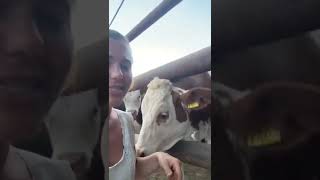 Cow Kisses