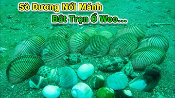 Lặn Biển Cách Cảng LaGi 12 Hải Lý Bắt Trọn Ổ Sò Dương Cực Kỳ Đã Tay /Tập 200