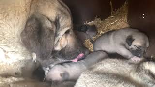 Olympicdog Zorba The Gronk X Queen Pups Take Two