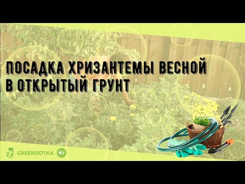 Посадка хризантемы весной в открытый грунт