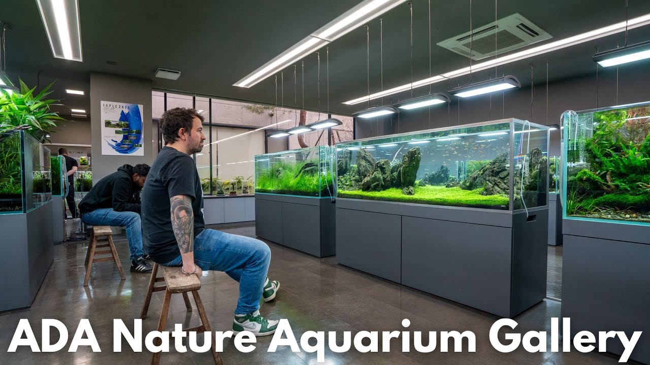 ADA Nature Aquarium Gallery Tour - 2024