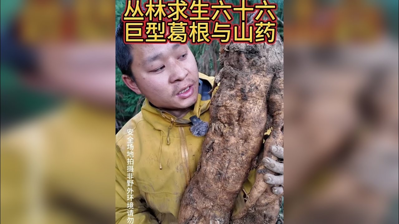 从来求生六十七 没想到快要下去了，才遇到这么大的山药和葛根，早知道就早些过来看看了