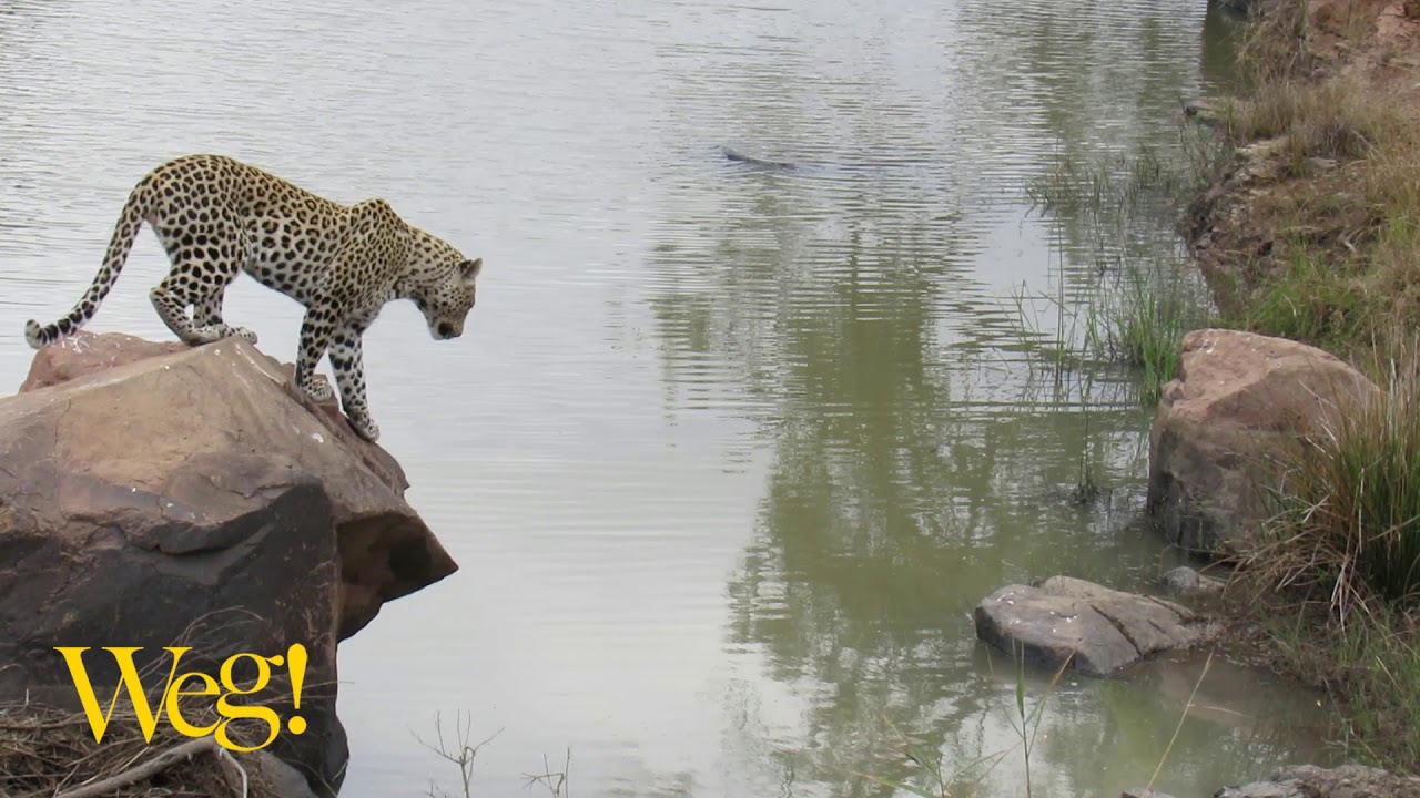 Luiperd vang ’n likkewaan!