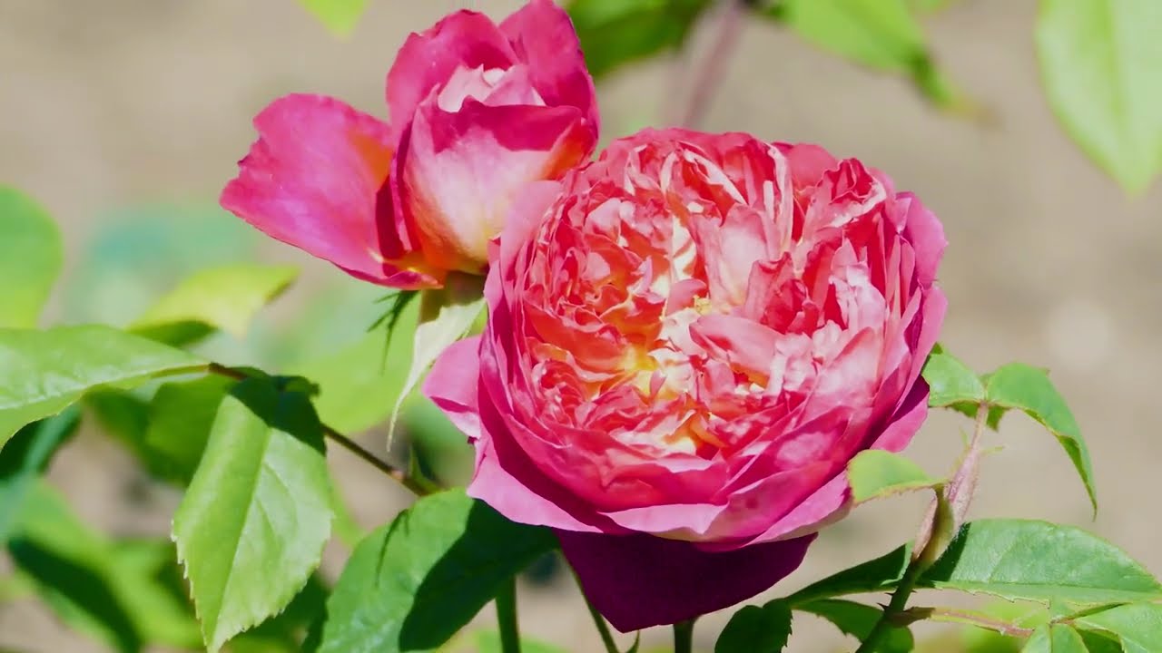 Невероятно красивая мелодия Сергея Грищука 🌿 Восстановление нервной системы | До слез | 2025