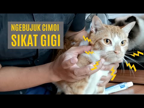 Video: Adakah Anda Menyikat Gigi Kucing Anda?