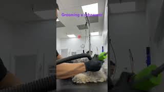 Achieve the perfect Schnauzer cut at Puppylicious Pet Grooming Salon #dog #dogtreats #puppy #doglove