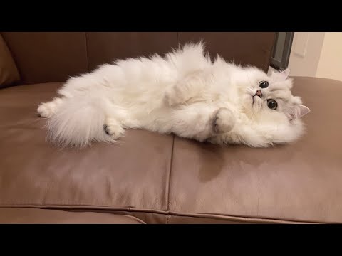 新しいソファが届いたら猫が飼い主より先に堪能してました