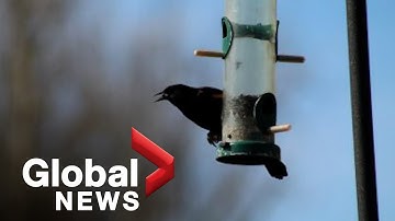 Bird flu cases spike in BC, highlighting risk to backyard flocks