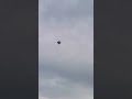 Kite flying #blackkite #kite #fighterkite #trending
