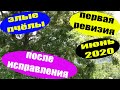 Злые пчелы на пасеке что делать. Как исправить злую семью. Первая ревизия после деления. Злые пчелы.