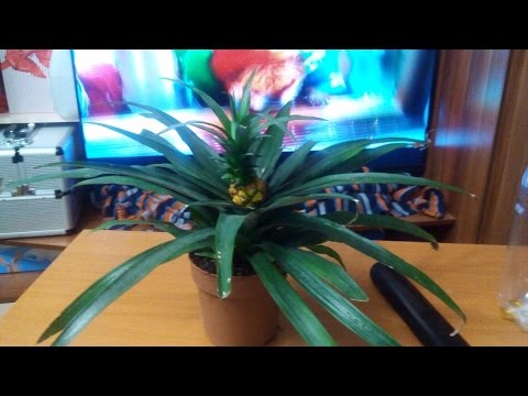 Как вырастить ананас дома