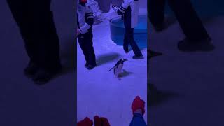 البطريق سلطان في مدينة الثلج بمول مصر 🦆