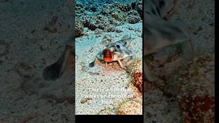 This Strange Fish Walks Below The Sea Instead of Swim😳 #shorts #nature