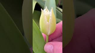 Fringed tulip “Noordeinde” - baby alligator to toothy dragon