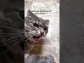 These cats need a reset button #comedy #pets #kitty #cutecats #meow