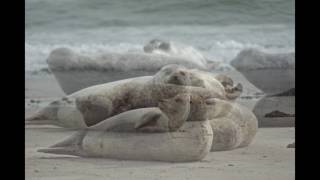 Тюлени на острове Дюне. (Düne)