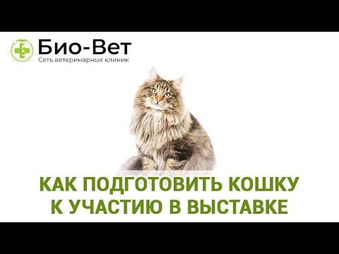 Как подготовить кошку к участию в выставке