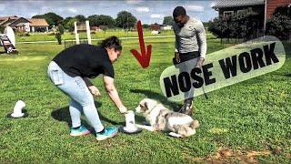 Nose Work Indication Training by Iron Sharp K9  215 views 2 weeks ago 17 minutes