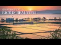 RICE IS BEAUTIFULⅡ「あなたがいるから」