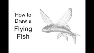 How to Draw a Flying Fish 