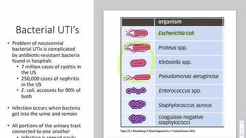 List five bacteria that can cause urinary tract infection