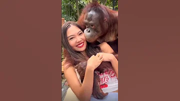 JOMBLO KUDU KUAT IMAN #monkey #PELUK #CIUM