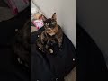 2025年9月21日 浜名湖の天使たち~自宅で毛繕い #cat #大天使 #cute