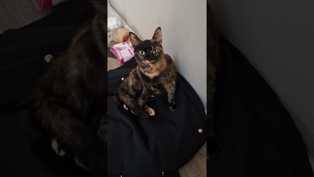 2025年9月21日 浜名湖の天使たち~自宅で毛繕い #cat #大天使 #cute