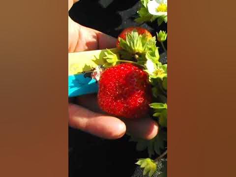 Клубника Флорида бьюти крупная ягода, сладкая, ароматная и урожайная# ...