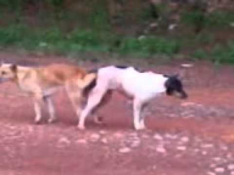  Anjing  Kawin  YouTube