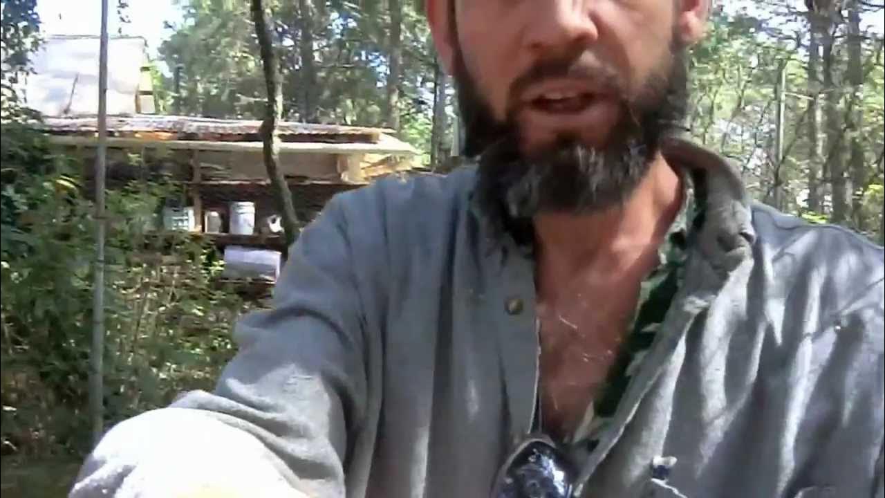 Rabbits eat pine needles. YouTube