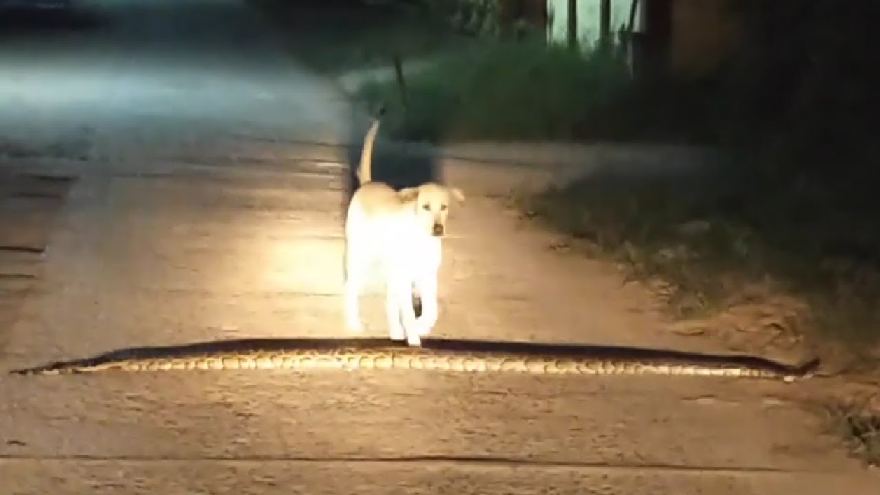 Stray Dog Accidentally Steps On Huge Python - YouTube