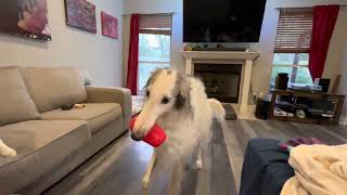 Borzoi will Honk for you