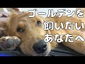 ゴールデンの特徴7選!一緒に暮らしてわかった事♪【ゴールデンレトリバー】