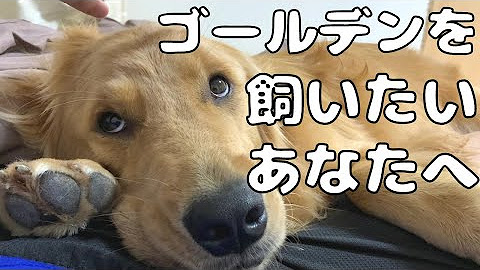 もみよも Youtube