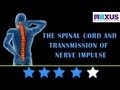 Learn biology the spinal cord and transmission of nerve impulse