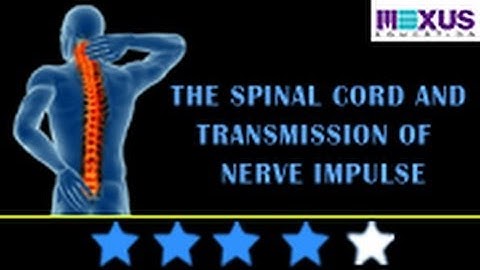 Learn Biology: The Spinal Cord and Transmission of Nerve Impulse