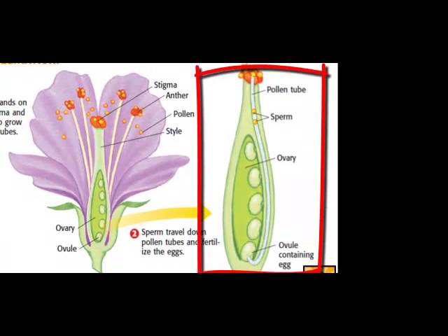 Flower Reproduction Structure And