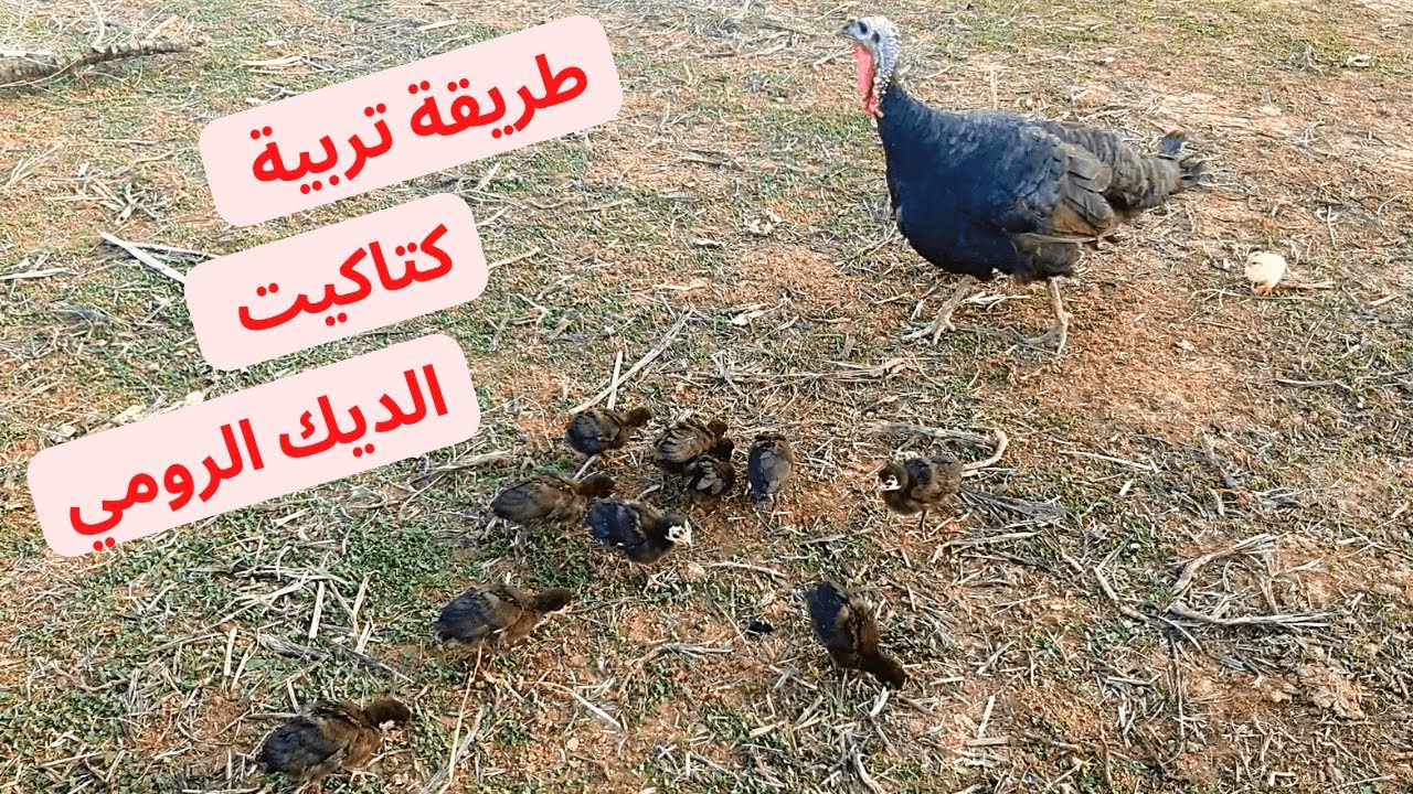 طريقة تربية كتاكيت الديك الرومي (البيبي)🦃 مع مريم فالبادية وها شنو كاتوكلهم تابعو معانا