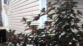 2013 09 21 069 Hummingbird edited